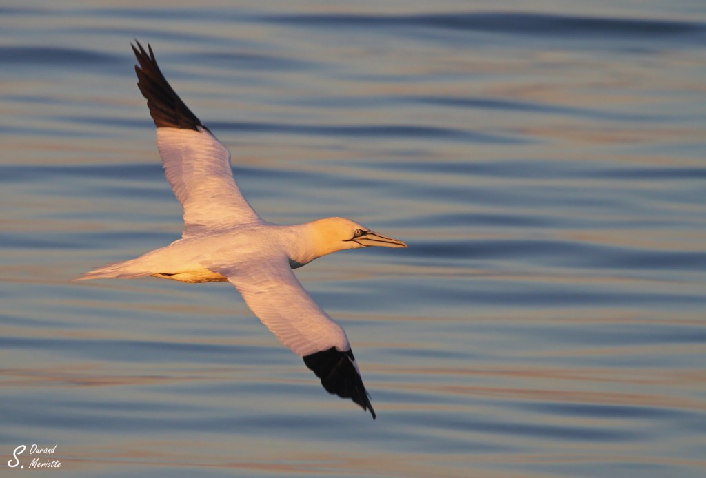 Suliformes Suliformes