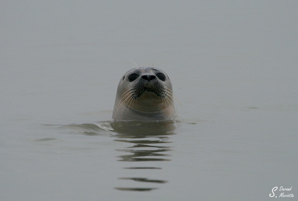 Les Phoques de la Baie de Somme Les Phoques de la Baie de Somme