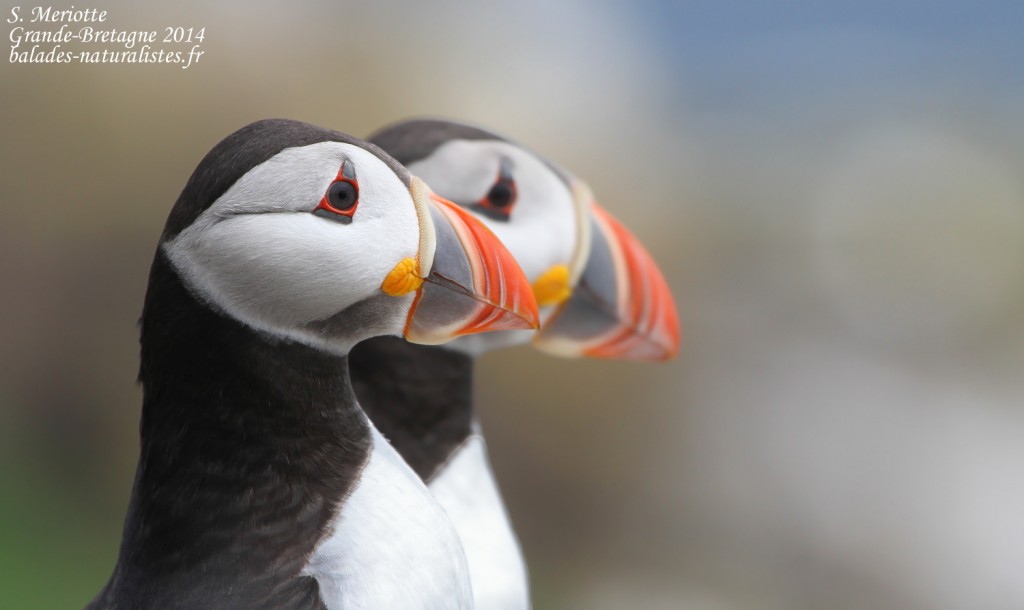 Charadriiformes Charadriiformes