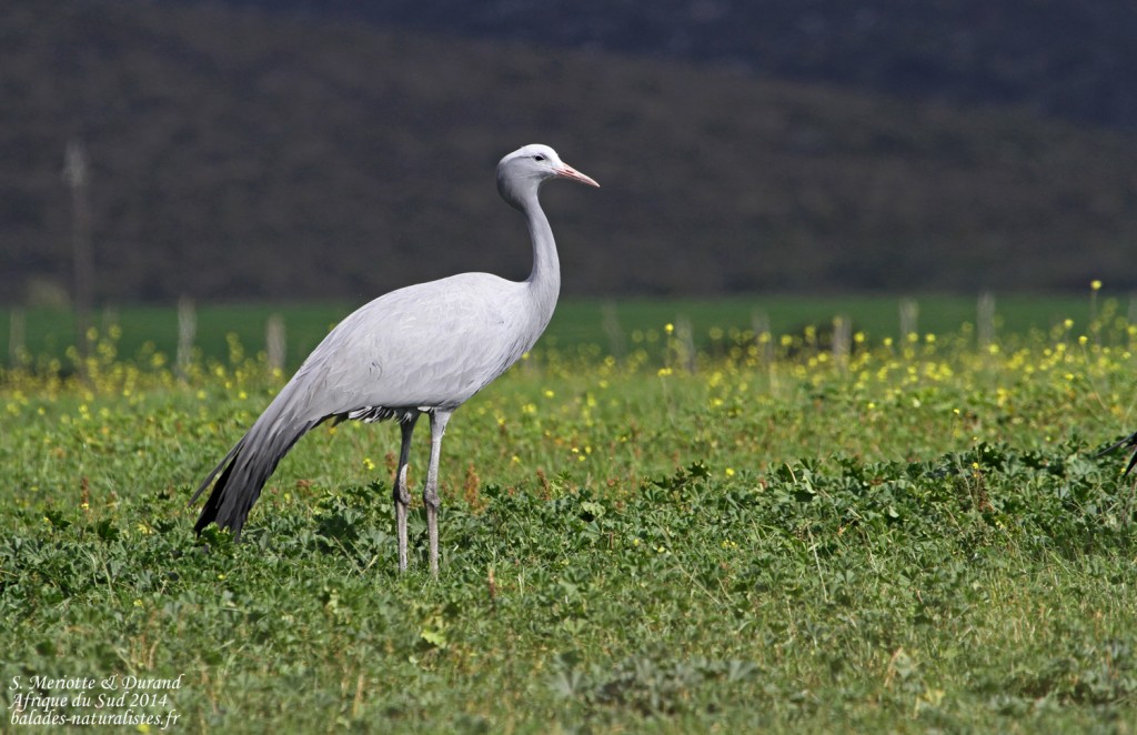 Gruiformes Gruiformes