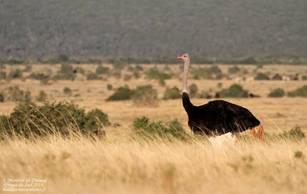 Struthionidae Struthionidae