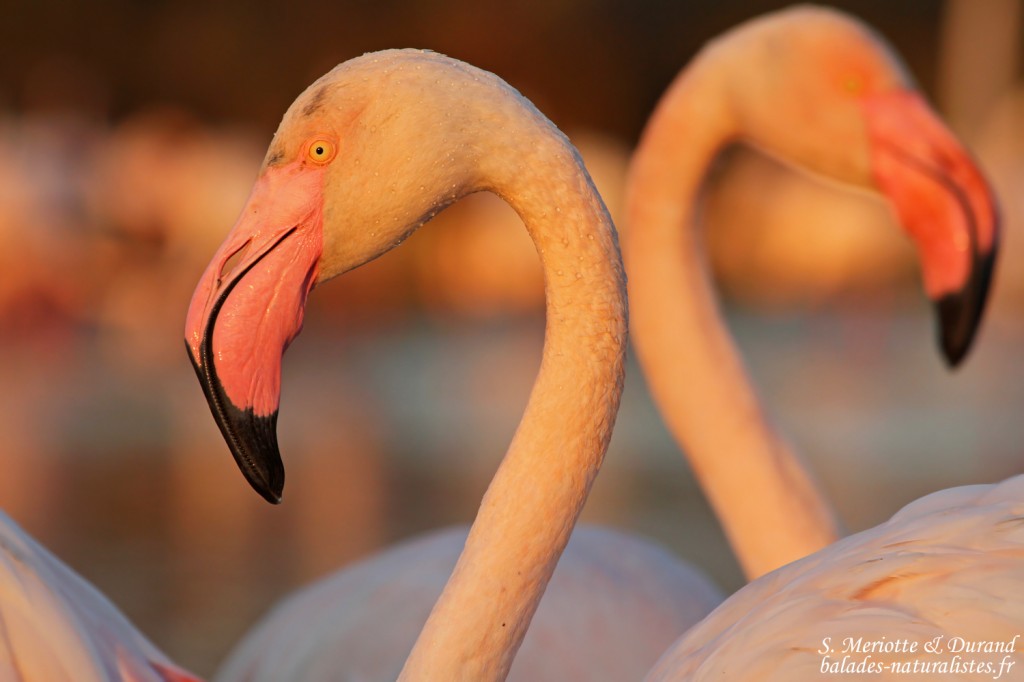 Phoenicopteridae Phoenicopteridae