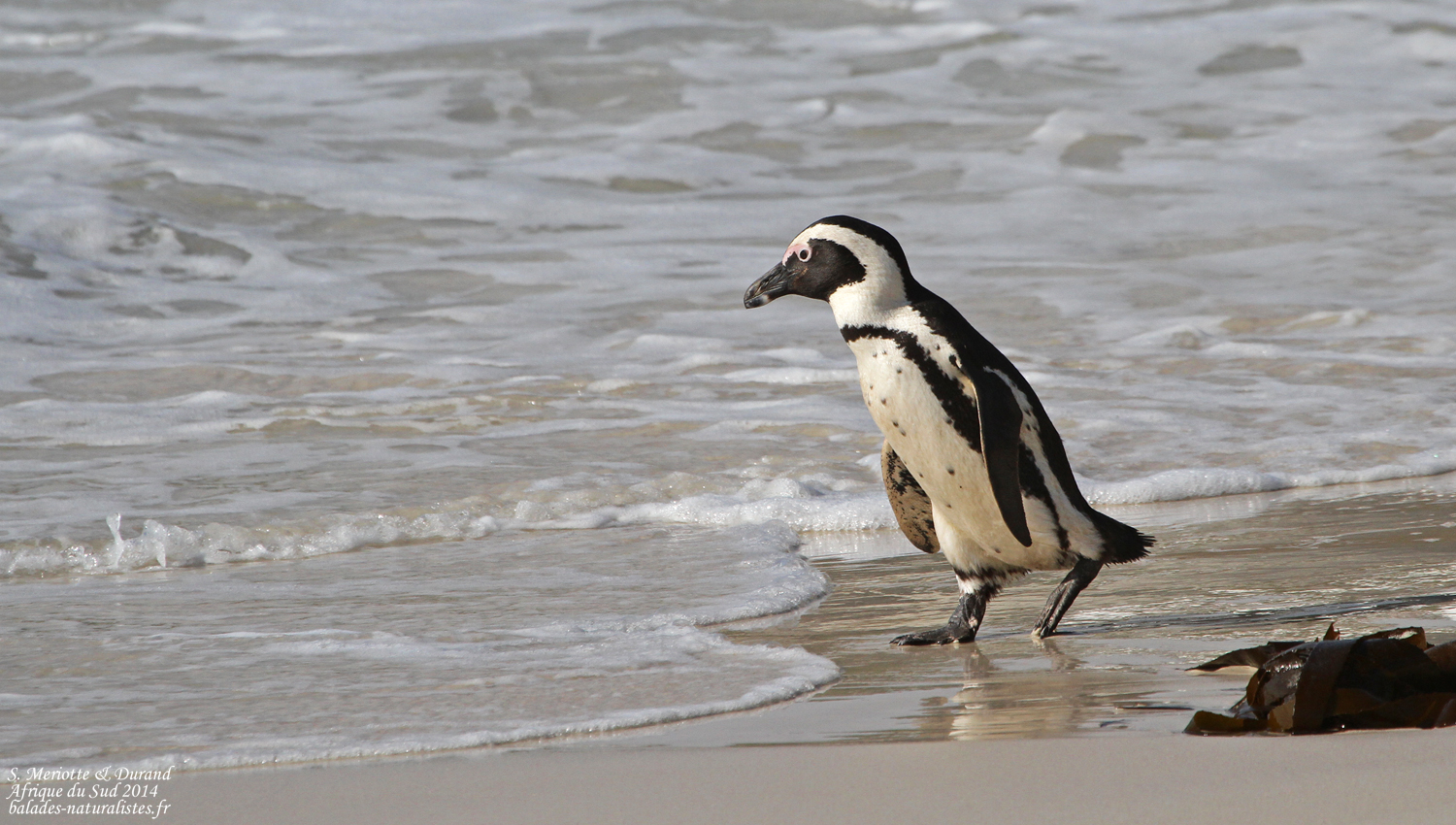 Image De Manchot Sur La Plage