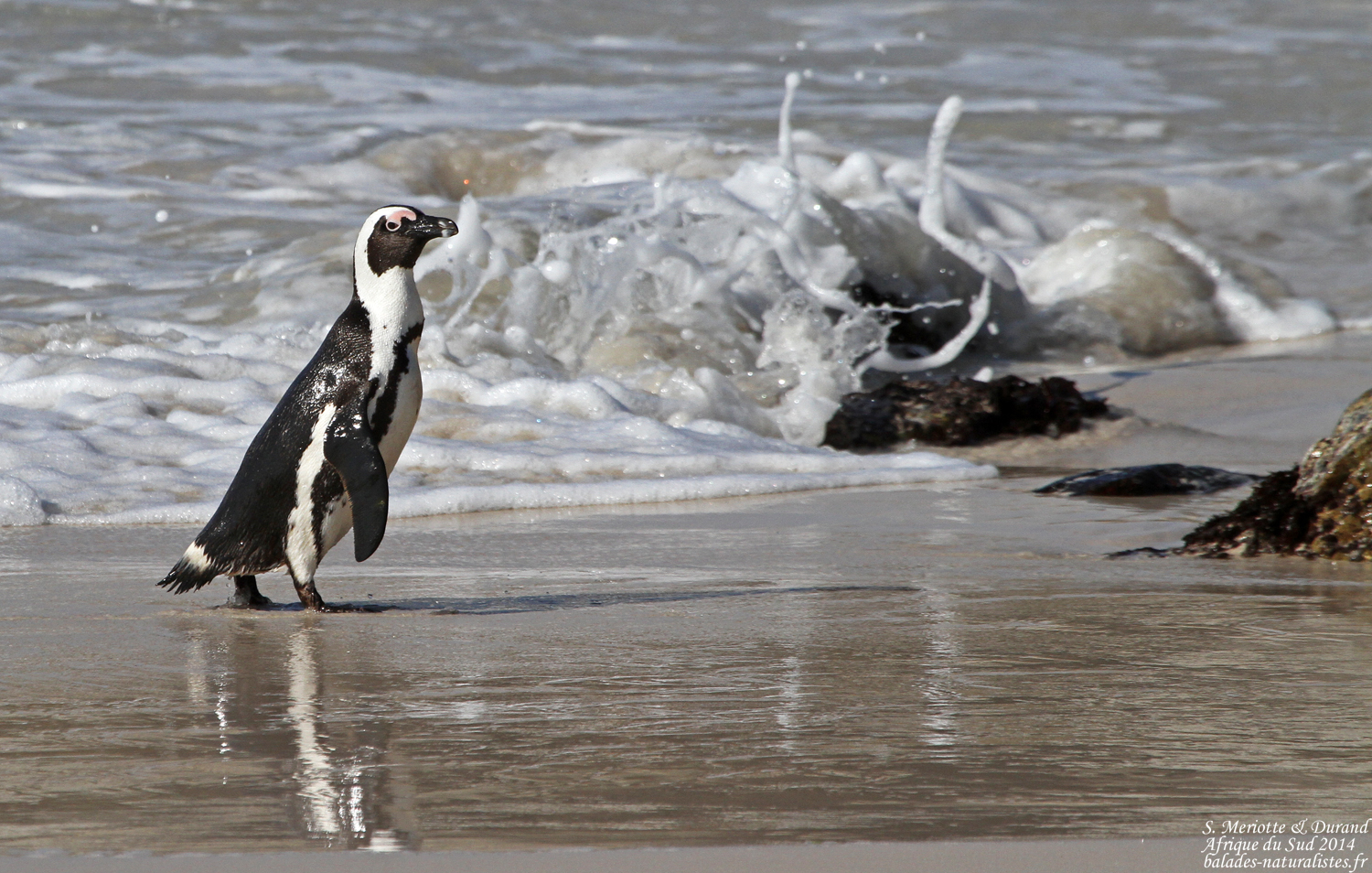 Image De Manchot Sur La Plage