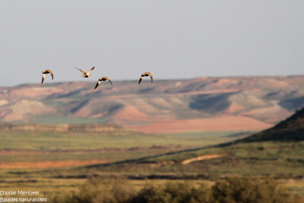 Aragon : La région de Saragosse et les steppes de Belchite Aragon : La région de Saragosse et les steppes de Belchite