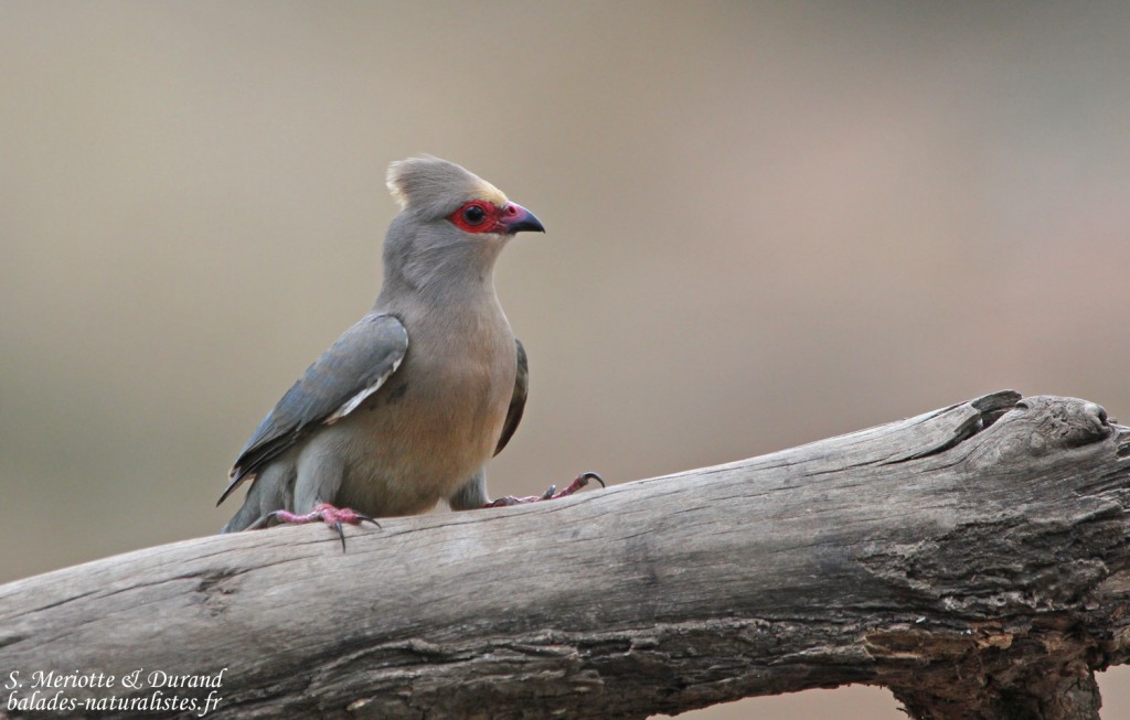 Coliiformes Coliiformes