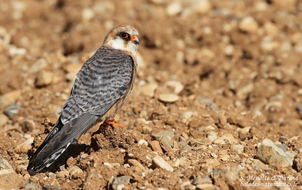 Falconidés Falconidés