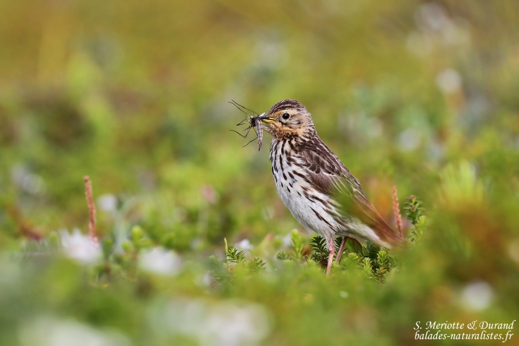 Passeriformes Passeriformes