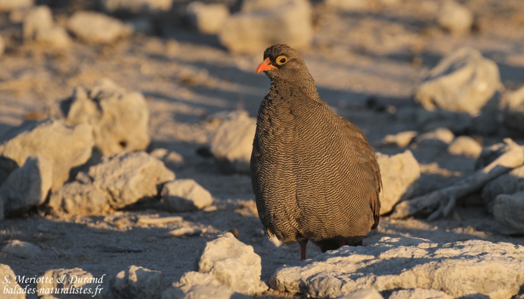 Galliformes Galliformes