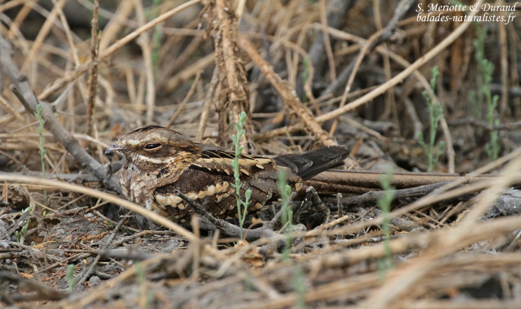 Caprimulgiformes Caprimulgiformes