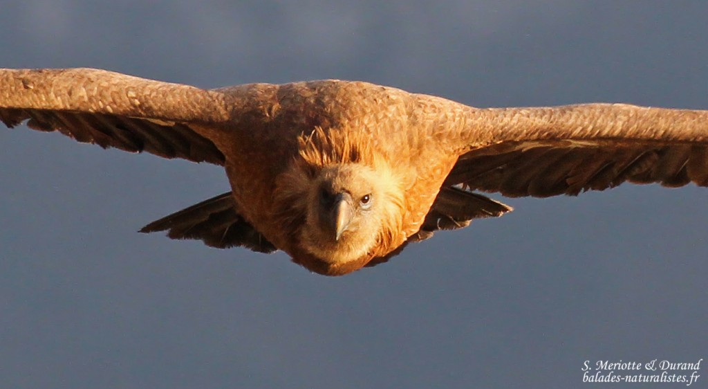 Accipiriformes Accipiriformes