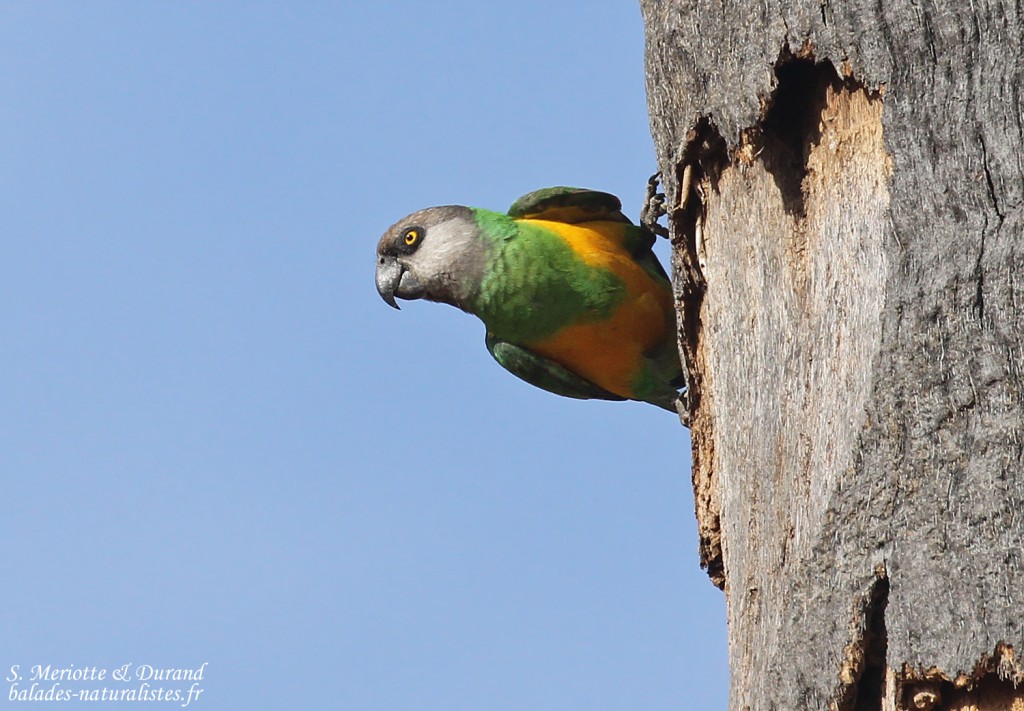 Psittaciformes Psittaciformes