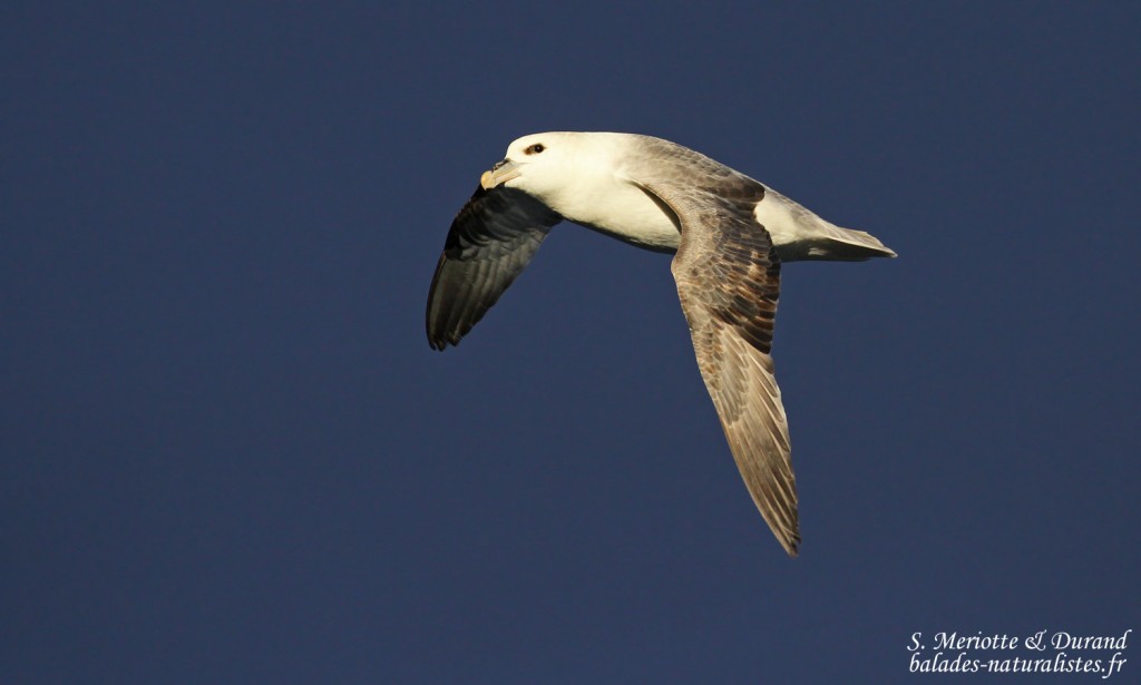 Procelariiformes Procelariiformes