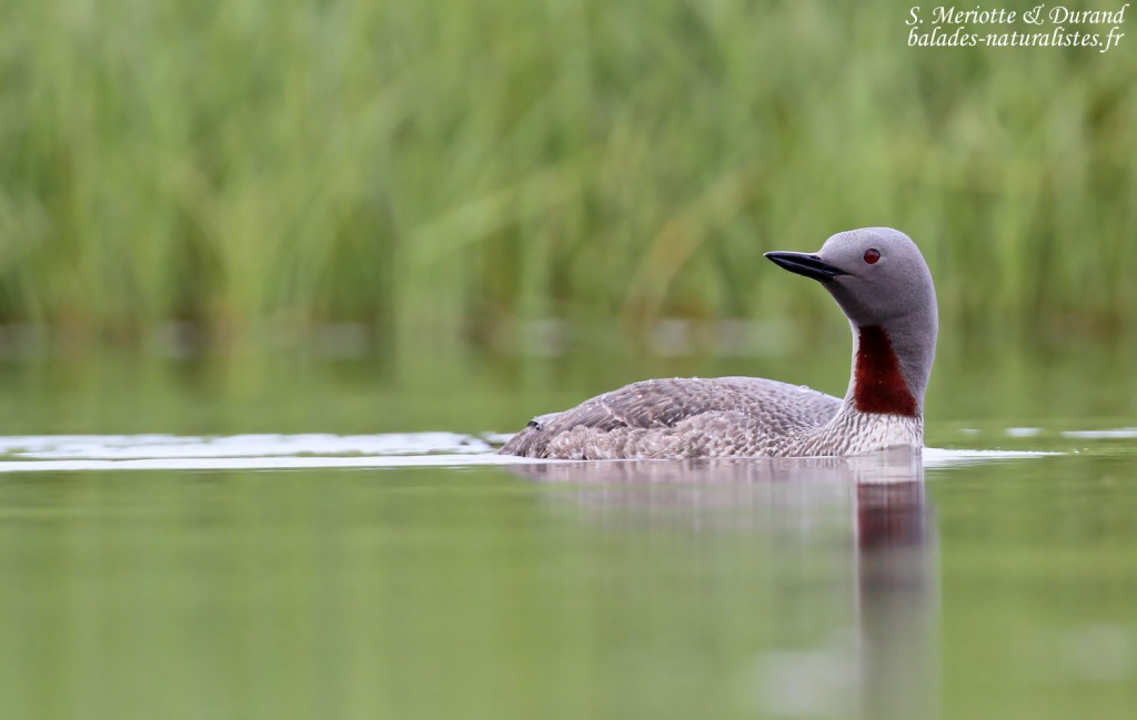 Gaviiformes Gaviiformes