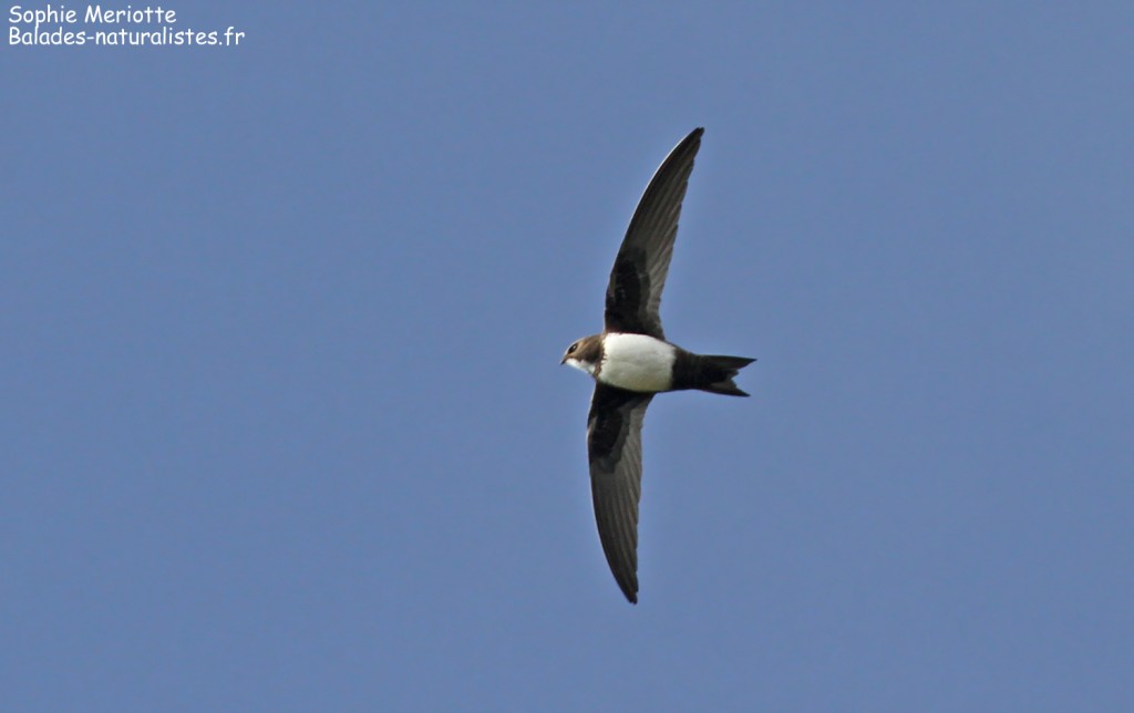 Apodiformes Apodiformes