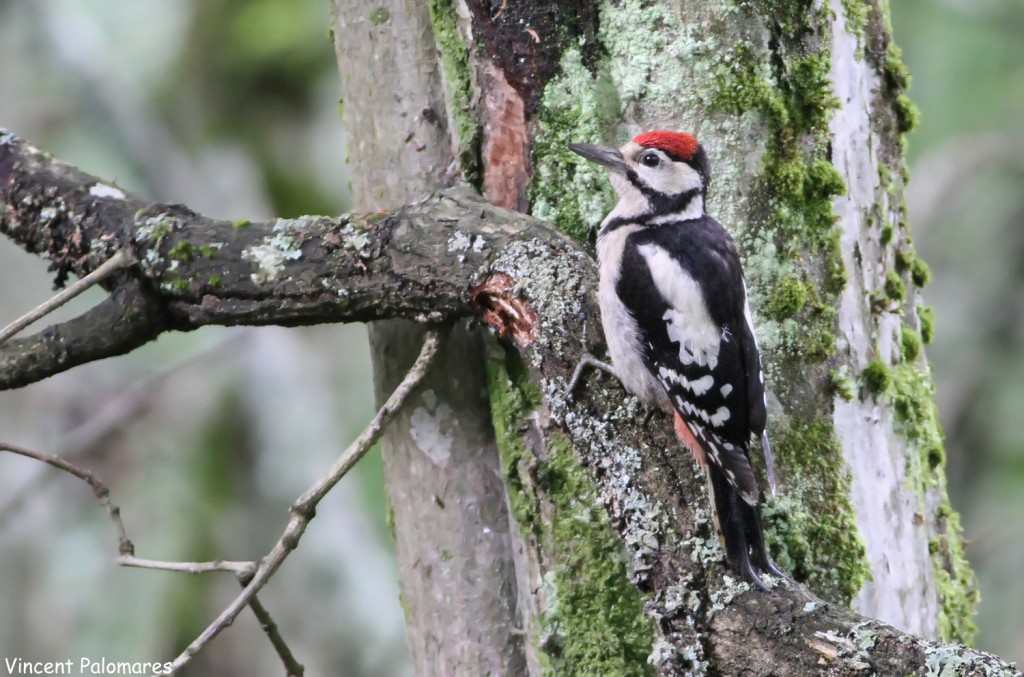 Piciformes Piciformes
