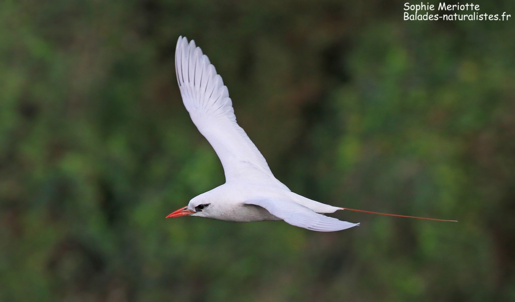 Phaethontiformes Phaethontiformes