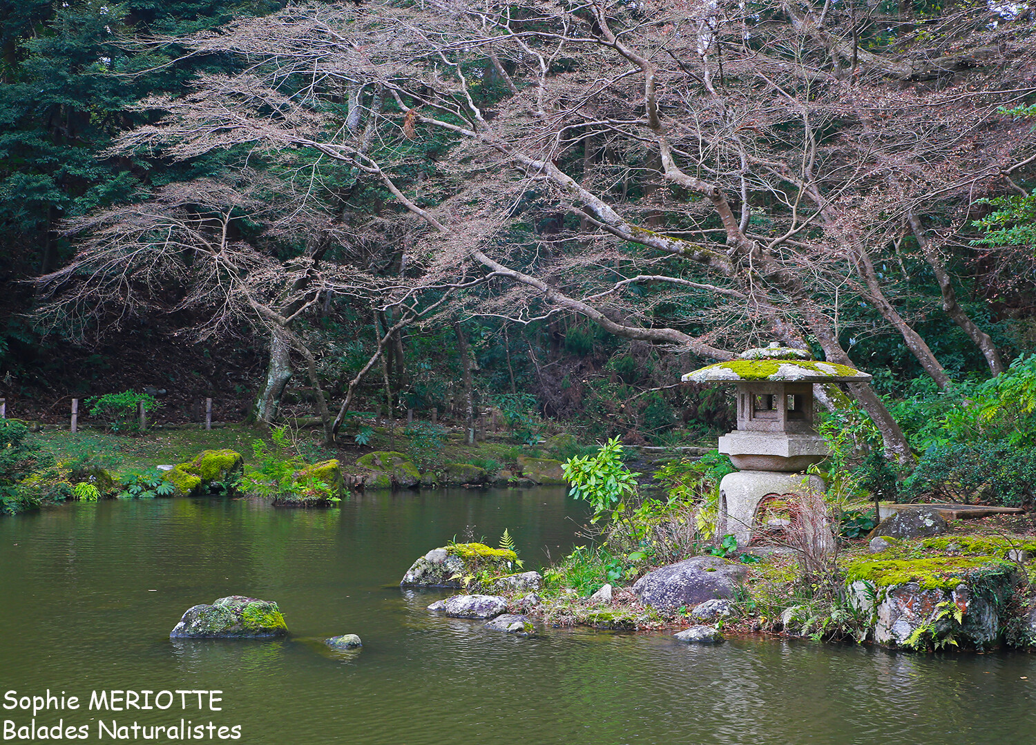 Japon Japon